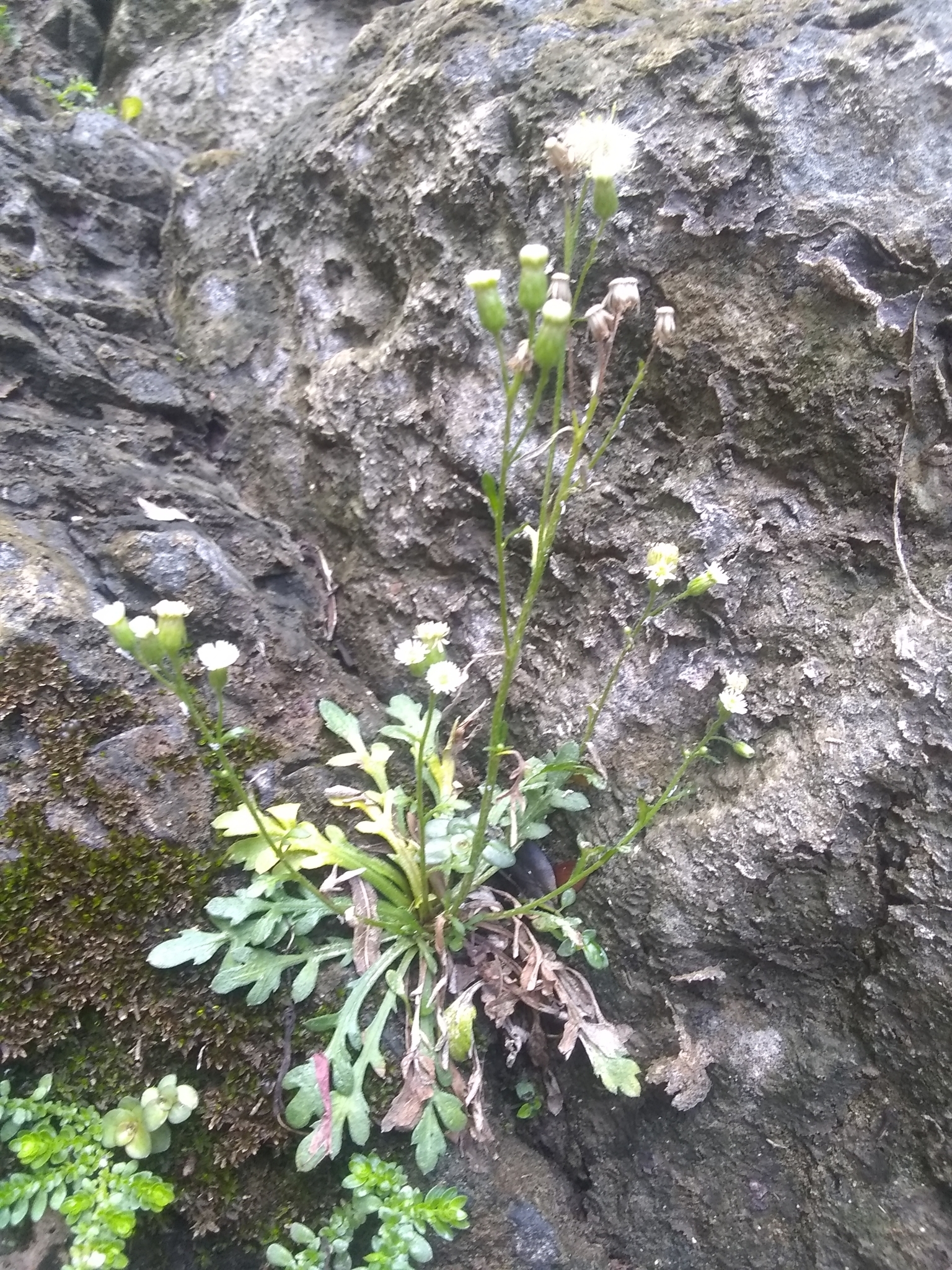 Erigeron jamaicensis
