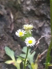 Erigeron jamaicensis