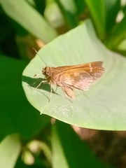 Cymaenes odilia