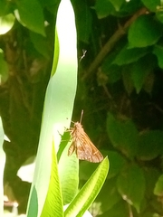 Cymaenes odilia