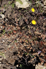 Psammotropha mucronata