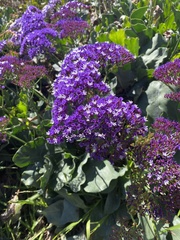 Limonium perezii