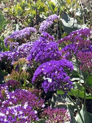 Limonium perezii
