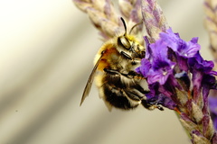 Anthophora dispar