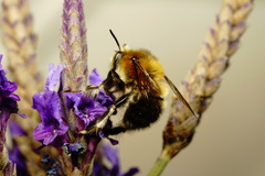 Anthophora dispar