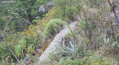 Agave attenuata