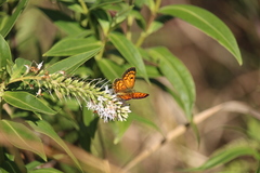 Lycaena 'canterbury common copper'