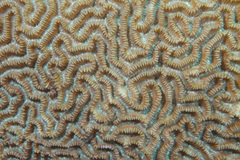 Leptoria phrygia