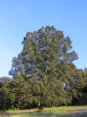 Quercus laurina