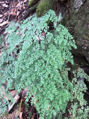Adiantum andicola