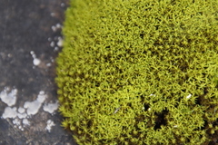 Trichostomum brachydontium