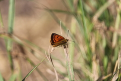 Lycaena 'canterbury common copper'