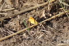 Lycaena 'canterbury common copper'