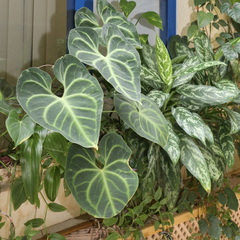 Anthurium clarinervium