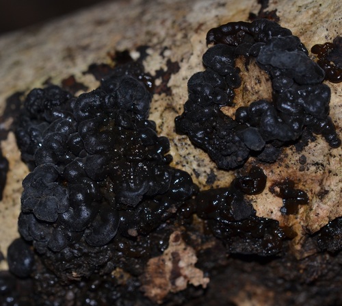 Tremella boraborensis, 2021-02-20