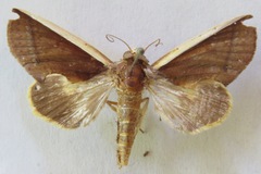 Gonodonta pyrgo