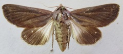 Hemicephalis laronia