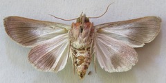 Hemicephalis laronia