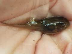 Lithobates berlandieri