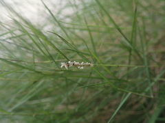 Zoysia tenuifolia