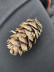 Pseudotsuga menziesii glauca