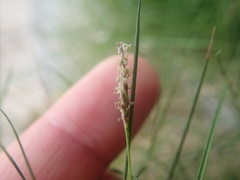 Zoysia tenuifolia