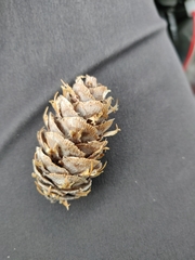 Pseudotsuga menziesii glauca