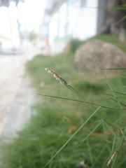 Zoysia tenuifolia