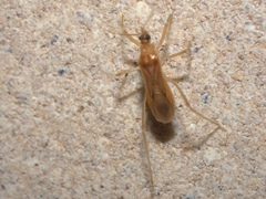 Oncerotrachelus pallidus