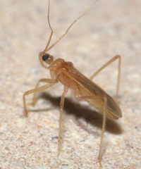 Oncerotrachelus pallidus