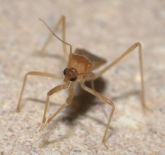 Oncerotrachelus pallidus
