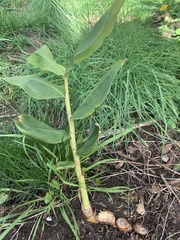 Hedychium gardnerianum