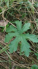 Napaea dioica