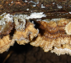 Sphaerostilbella aurifila