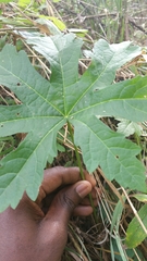 Napaea dioica