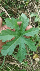 Napaea dioica