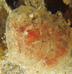 Bulla quoyii