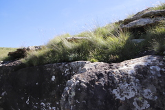 Alepidea duplidens
