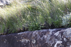 Alepidea duplidens