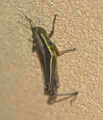 Bermius odontocercus