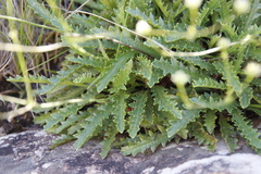 Alepidea duplidens