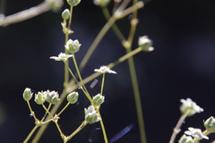 Alepidea duplidens