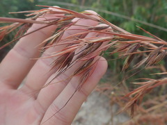 Themeda arundinacea