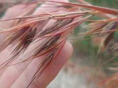 Themeda arundinacea