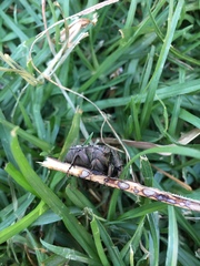 Gymnetis litigiosa