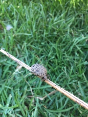 Gymnetis litigiosa