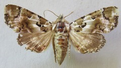 Heterochroma hypatia
