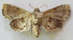 Heterochroma hypatia