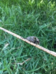 Gymnetis litigiosa