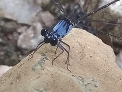 Hypolestes hatuey